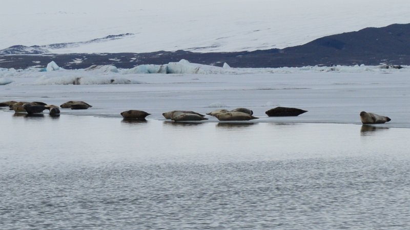 Jokulsarlon (01).JPG